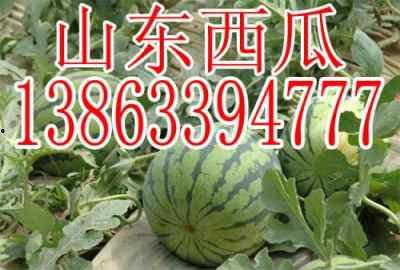 娱乐吃瓜酱重庆山东