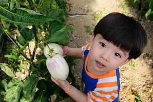 娱乐小瓜咔嚓吃,揭秘娱乐圈的美食诱惑