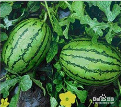 5.1吃瓜网官网,揭秘娱乐圈最新热点，带你畅游八卦海洋