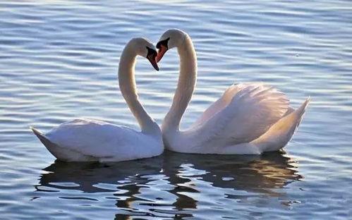 天鹅娱乐资讯吃瓜视频