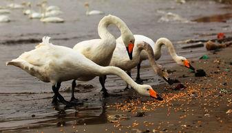 天鹅娱乐资讯吃瓜视频